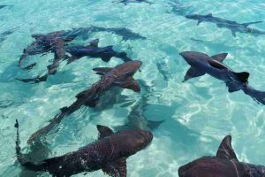 Can Sharks And Crocodiles Attack Jet Ski Riders?